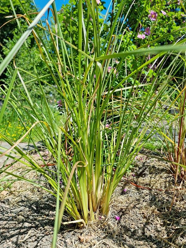 莱蒙·维贝纳(citrodora Aloysia)